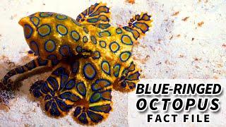 Blue-ringed Octopus Facts: a DEADLY octopus  | Animal Fact Files