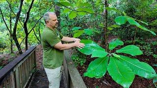 Incredible Specimen Plants in Georgia -- Piccadilly Farm