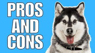 SIBERIAN HUSKY Pros & Cons (Shocking)