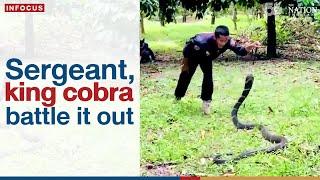 Sergeant, king cobra battle it out | The Nation Thailand
