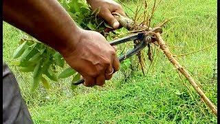 How to collect wild trees and capture the pot (Arjun tree)