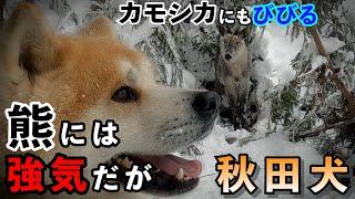 熊には強いが、カモシカにもびびる、秋田犬※おまけの熊動画付き