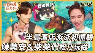 [SUB] EP8 陳勢安 柴犬姊妹花 游泳初體驗！ 呵喜大秀泳技 Sandy直呼戀愛啦！狗狗半島酒店 私廚料理 超享受旅行【 萌寵明星粗乃玩 】@andrewt0604