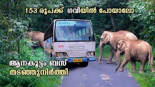 KSRTC Gavi bus Trip | ആനകൂട്ടം ബസ് തടഞ്ഞുനിർത്തി | kozhikode To Gavi | Gavi Bus | KSRTC | free20