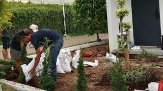 cara membuat taman pasang rumput gajah mini dengan benar#rumahminimalis#taman#landscape#fyp#fypシ゚