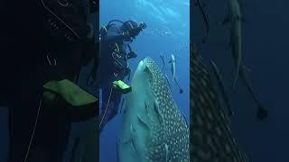 CLOSE ENCOUNTER WITH A WHALE SHARK