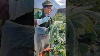 Harvest Cauliflowers #vegetables #fresh #farm