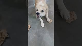 dog# voice #shorts#kutte #ki#awaaz