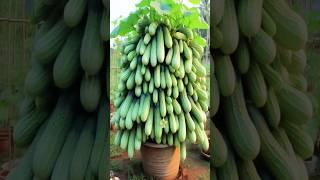 #gardening #garden #cucumber #vegetables #plants #satisfying #farming