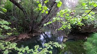 THE POND: AUTUMN SOUNDSCAPE / NATURE SOUNDS, WATER STREAM, RIVER SOUNDS, BIRDS SOUNDS, RIVER AMBIENT