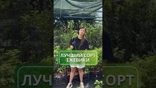 Лучший сорт для любителей ежевики  #ежевика #саженцы #питомникрастений