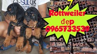 Chó Rott đẹp Trại Phú Quý