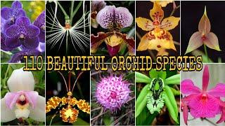 110 BEAUTIFUL ORCHID SPECIES