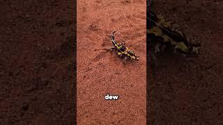 3 Animals That Don’t Need to Drink Water