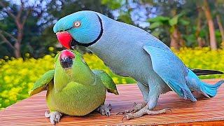 Mithu Mithu Talking Parrot