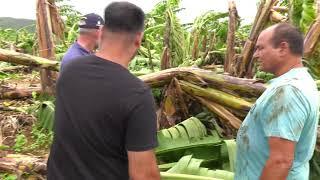 Worker retention assistance needed for cyclone affected FNQ banana growers