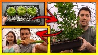 How to Grow Celery the Easy Way | Re-grow Store Bought Celery