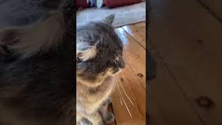 Кот мурик  #cats #technomage #забайкалье #мурик #котики #коты