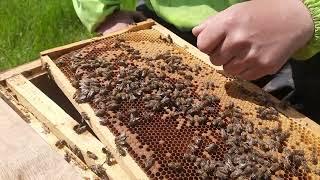 Подсаживаем неплодных маток в остатки семей после продажи пчелопакетов.