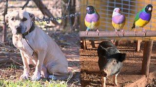 Hundreds of animals found trapped and suffering in Oklahoma