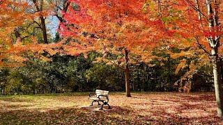 Toronto Parks in Fall