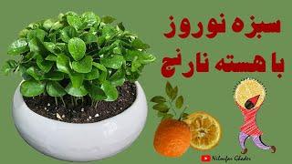 how to grow sabzeh for nowruz سبزه نارنج برای نوروز