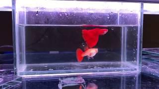 High Dorsal Albino Full Red Guppy