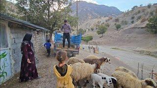 Buying sheep: Debates and disputes continue about Zainab and Jamshid