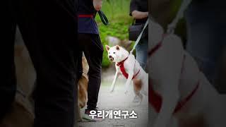 살벌한 진돗개의 싸움