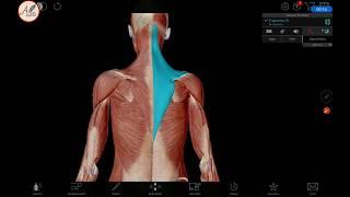 Bahasa l 3D Anatomi Musculus dorsal (Otot Punggung)
