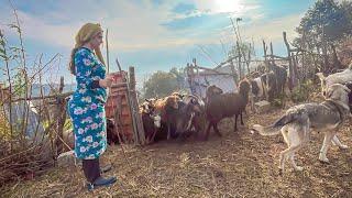 Nomadic life in Iran _ Savadkuh mountains _ daily routine village life of Iran