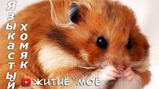 A funny video. sharp-tongued hamster