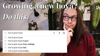 How to grow hoyas you don't know much about