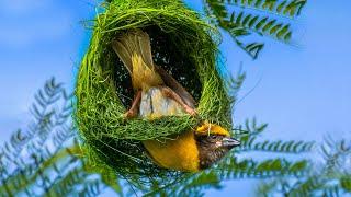 Avian Engineering:  A Journey into Bird Nesting (EP 01)