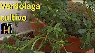 Reproducción y cultivo de verdolaga en maceta o jardín. Recetas con verdolaga. Portulaca Oleracea.