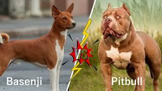 Who Will Win In A Fight: Basenji vs. Pitbull?  The Truth Revealed