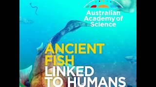 Ancient fish linked to humans