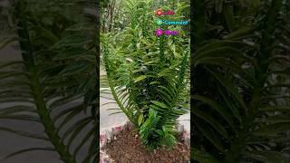 Euphorbia tithymaloides Plant (Davils Backbone variety)#plants #devilbackbone
