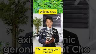 Cách uống Diệp hạ châu, Vị thuốc nam giúp mát gan, bổ gan  #suckhoe #caythuocnam #xuhuong