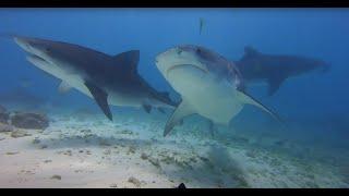 Diving with Tiger Sharks Maldives / Plongée avec les Requins Tigre aux Maldives