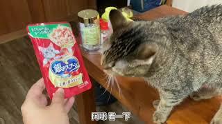 虎斑貓吃日本嬌聯銀湯匙貓餐包[EP1] Tabby Cat Eat Unicharm Silver Spoon Cat Meal Kit トラ猫 食べる ユニ・チャーム 銀のスプーン ねこミールキット