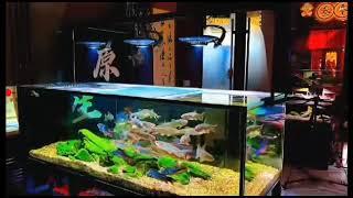 Biotope aquarium tank  with ZETLIGHT ufo f8 pro LED light