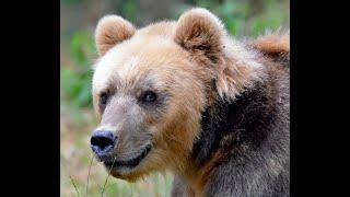 The Wapiti Sow Grizzly That Killed Three People, At Least