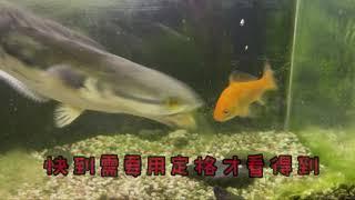 魚虎 小盾鱧 又到了餵食時間 Channidae Channa TOMAN Slow Motion Play and Eat Goldfish