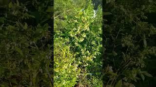 Голубика на 25.05.25