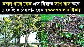 ১ কেজি চন্দন গাছের কাঠের দাম কেন ৭০০০০০ লাখ টাকা !