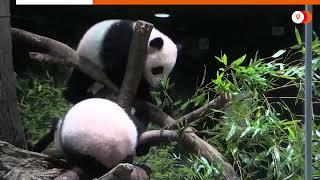 Twin panda cubs shown at Tokyo's Ueno Zoo