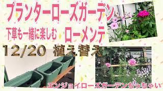 プランターローズガーデン　植え替え　下草も楽しむ