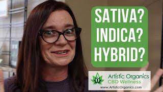 What is the Difference between Sativa, Indica & Hybrid?