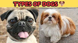 Dog Breeds For Kids ! Different Types Of Dogs | DOGs Name In English with Pictures #dog #canine